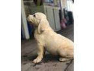 Labrador Retriever Puppy for sale in Lovelady, TX, USA