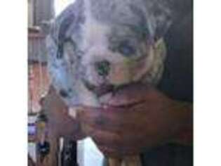 Bulldog Puppy for sale in Colorado Springs, CO, USA