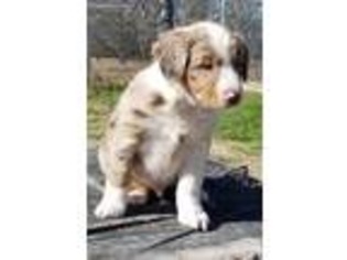 Australian Shepherd Puppy for sale in Fruitvale, TX, USA