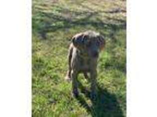 Weimaraner Puppy for sale in Stockdale, TX, USA
