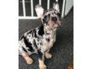 French Bulldog Puppy for sale in Burtrum, MN, USA