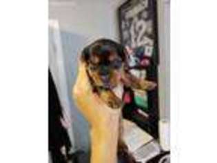 Yorkshire Terrier Puppy for sale in Pico Rivera, CA, USA