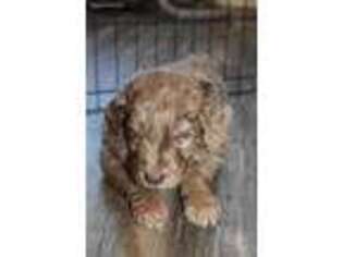 Mutt Puppy for sale in Aroda, VA, USA