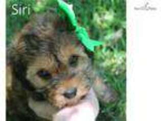Cavapoo Puppy for sale in Little Rock, AR, USA