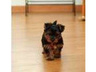 Yorkshire Terrier Puppy for sale in Jefferson, SD, USA