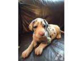 Great Dane Puppy for sale in FULTON, NY, USA