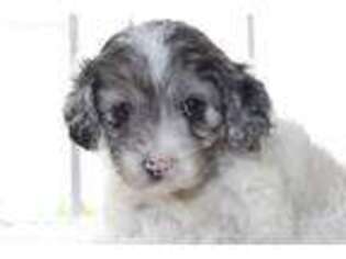 Cavapoo Puppy for sale in Massillon, OH, USA