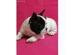 French Bulldog Puppy for sale in Norcross, GA, USA