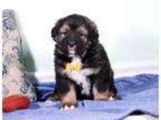 Leonberger Puppy for sale in Millersburg, OH, USA