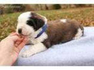 Saint Bernard Puppy for sale in Shipshewana, IN, USA