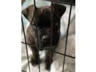 Cane Corso Puppy for sale in Webster, NY, USA