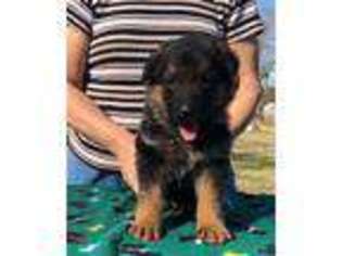 German Shepherd Dog Puppy for sale in Alderson, OK, USA