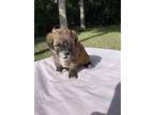 Shih-Poo Puppy for sale in Titusville, FL, USA