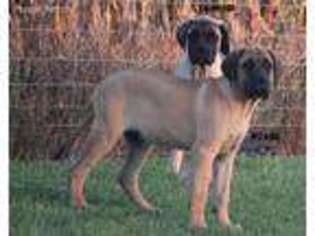 Mastiff Puppy for sale in Centerville, IA, USA
