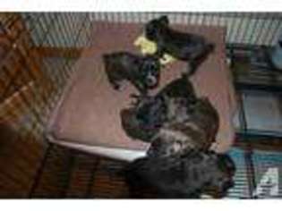 Mutt Puppy for sale in EAST DUBUQUE, IL, USA