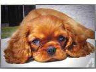 Cavalier King Charles Spaniel Puppy for sale in OAKLAND, CA, USA
