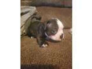 Boston Terrier Puppy for sale in Seymour, IN, USA