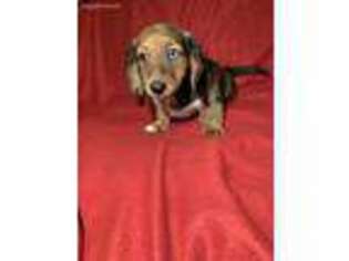 Dachshund Puppy for sale in Elkhart, IN, USA