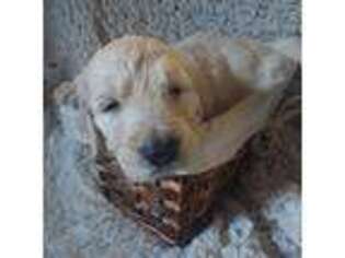 Goldendoodle Puppy for sale in Collins, IA, USA