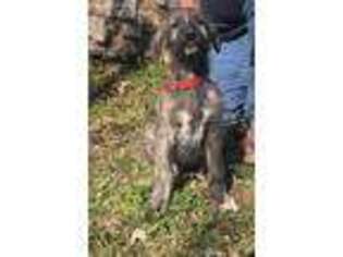 Irish Wolfhound Puppy for sale in Locust Grove, OK, USA