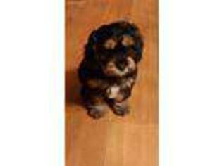 Cavapoo Puppy for sale in Spirit Lake, ID, USA