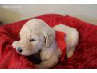 Goldendoodle Puppy for sale in Leicester, NC, USA