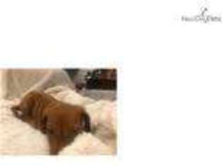 Rhodesian Ridgeback Puppy for sale in Little Rock, AR, USA