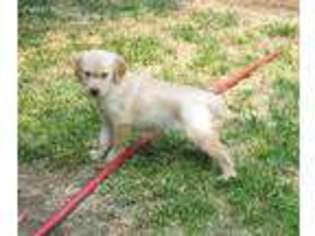 View Ad Golden Retriever Puppy For Sale Near Oregon Eagle