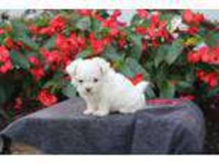 Maltese Puppy for sale in Gap, PA, USA
