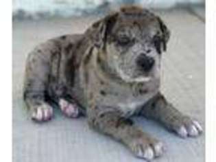 American Bulldog Puppy for sale in Sacramento, CA, USA