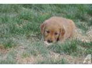 Golden Retriever Puppy for sale in MINDEN, NV, USA