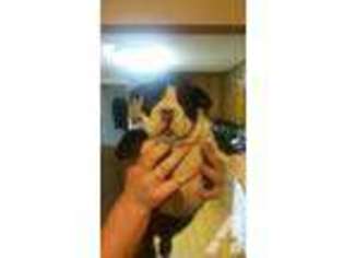 Bulldog Puppy for sale in RANDOLPH, TX, USA
