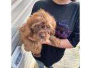 Shih-Poo Puppy for sale in Wayne, PA, USA