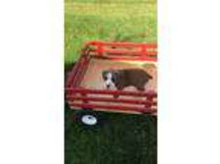 Boxer Puppy for sale in Plainville, IN, USA