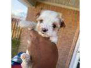 Yorkshire Terrier Puppy for sale in Grovetown, GA, USA