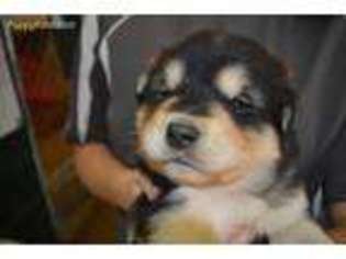 Alaskan Malamute Puppy for sale in Ada, OK, USA