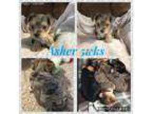 Yorkshire Terrier Puppy for sale in Buhl, MN, USA