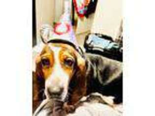 Basset Hound Puppy for sale in Silverdale, WA, USA