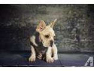 French Bulldog Puppy for sale in BRYAN, TX, USA
