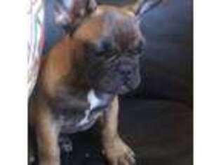 French Bulldog Puppy for sale in Chelan, WA, USA