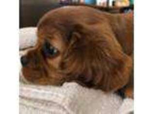 Cavalier King Charles Spaniel Puppy for sale in Hurt, VA, USA