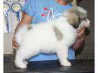 Medium Photo #1 Great Pyrenees Puppy For Sale in Knoxville, TN, USA