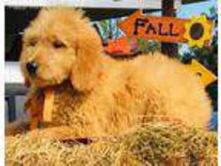 Goldendoodle Puppy for sale in Marshall, AR, USA