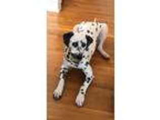 Dalmatian Puppy for sale in Congers, NY, USA