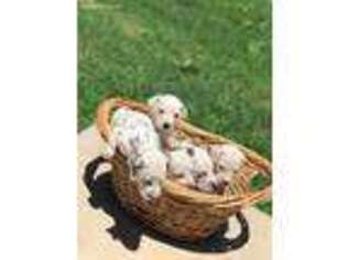 Dalmatian Puppy for sale in Adairsville, GA, USA