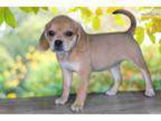Puggle Puppy for sale in Saint George, UT, USA