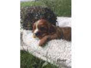 Cavalier King Charles Spaniel Puppy for sale in Denver, PA, USA