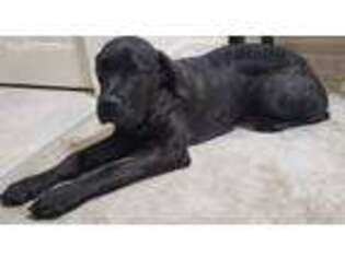 Cane Corso Puppy for sale in Capitol Heights, MD, USA