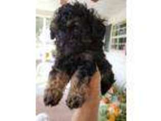 Mutt Puppy for sale in Roseboro, NC, USA