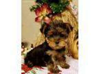 Yorkshire Terrier Puppy for sale in Weslaco, TX, USA